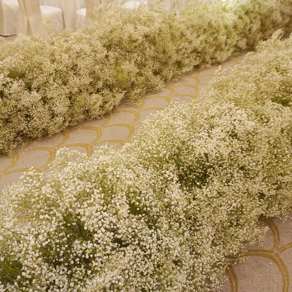 Fresh Baby's Breath